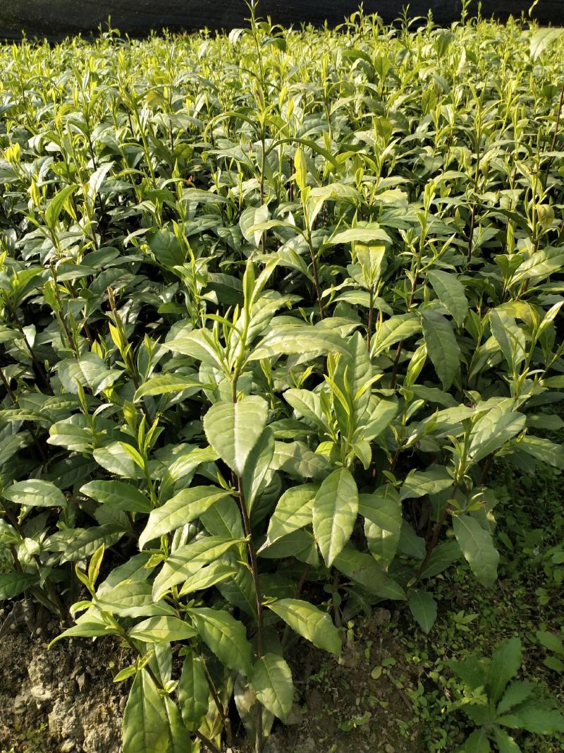 湖南湘西黄金茶叶苗保靖黄金茶1号苗八号苗基地直销