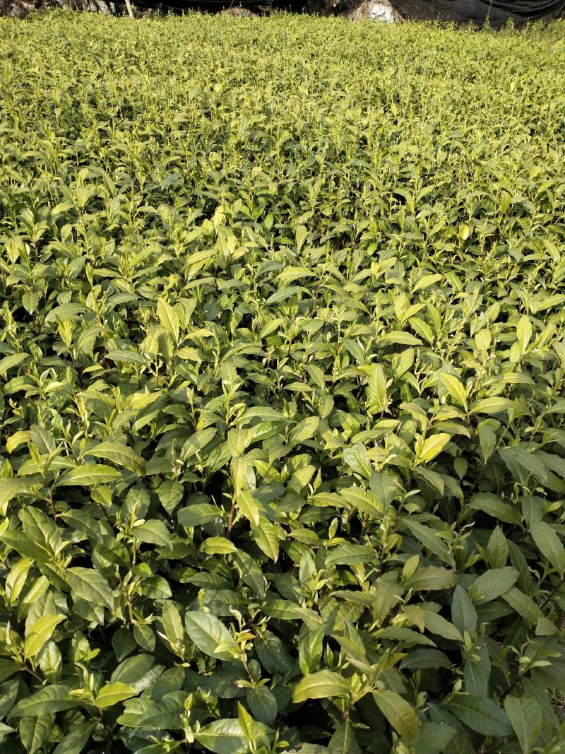 湖南湘西黄金茶叶苗保靖黄金茶1号苗八号苗基地直销