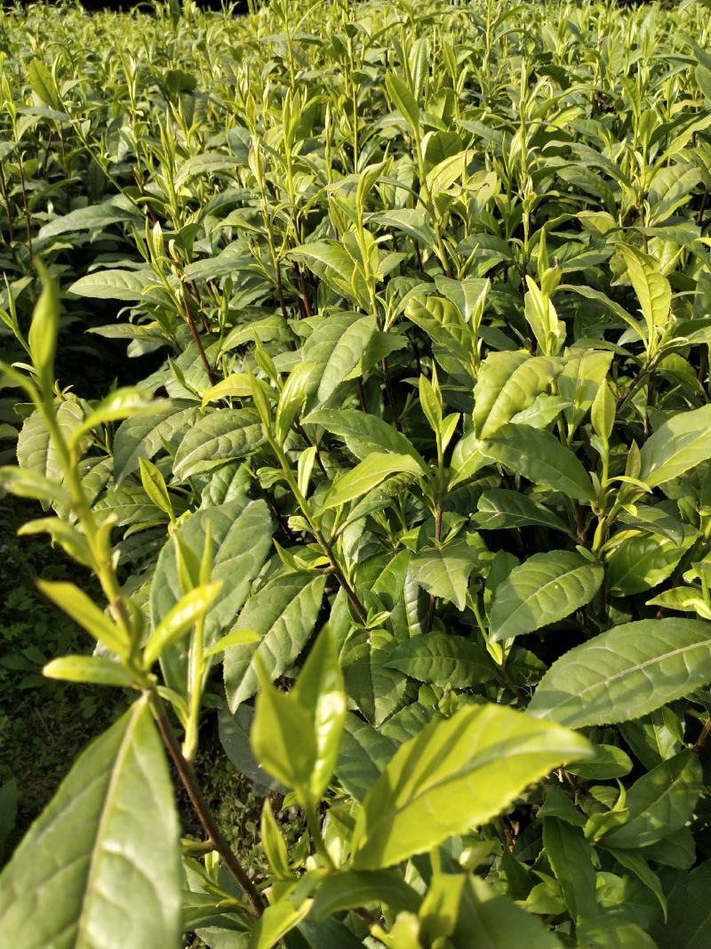 湖南湘西黄金茶叶苗保靖黄金茶1号苗八号苗基地直销