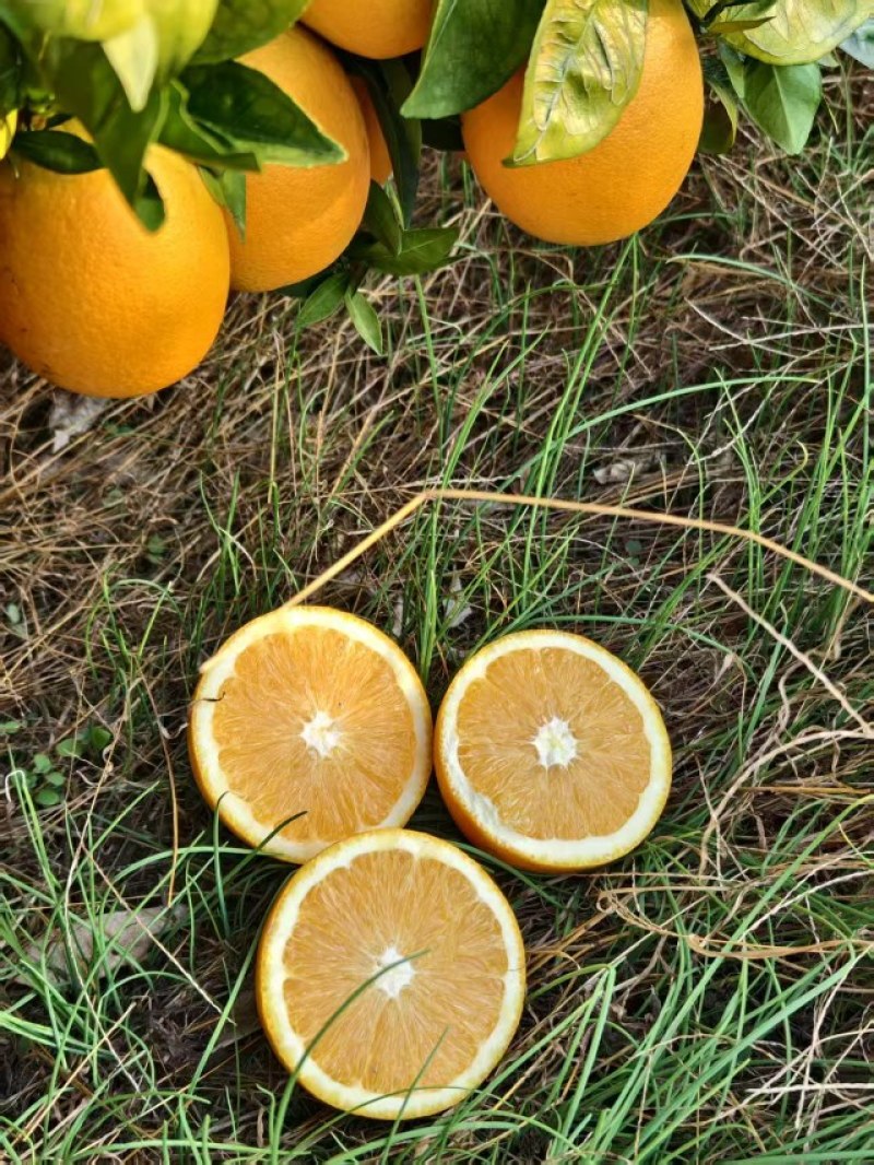 正宗赣南脐橙口感好，种植多年，管理果园口感好，代办专业