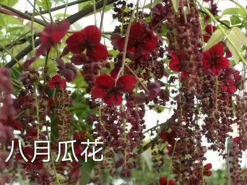 八月瓜苗基地直销签合同可实地考察提供技术指导