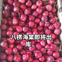 八楞海棠即将出炉要的抓紧时间联系***********