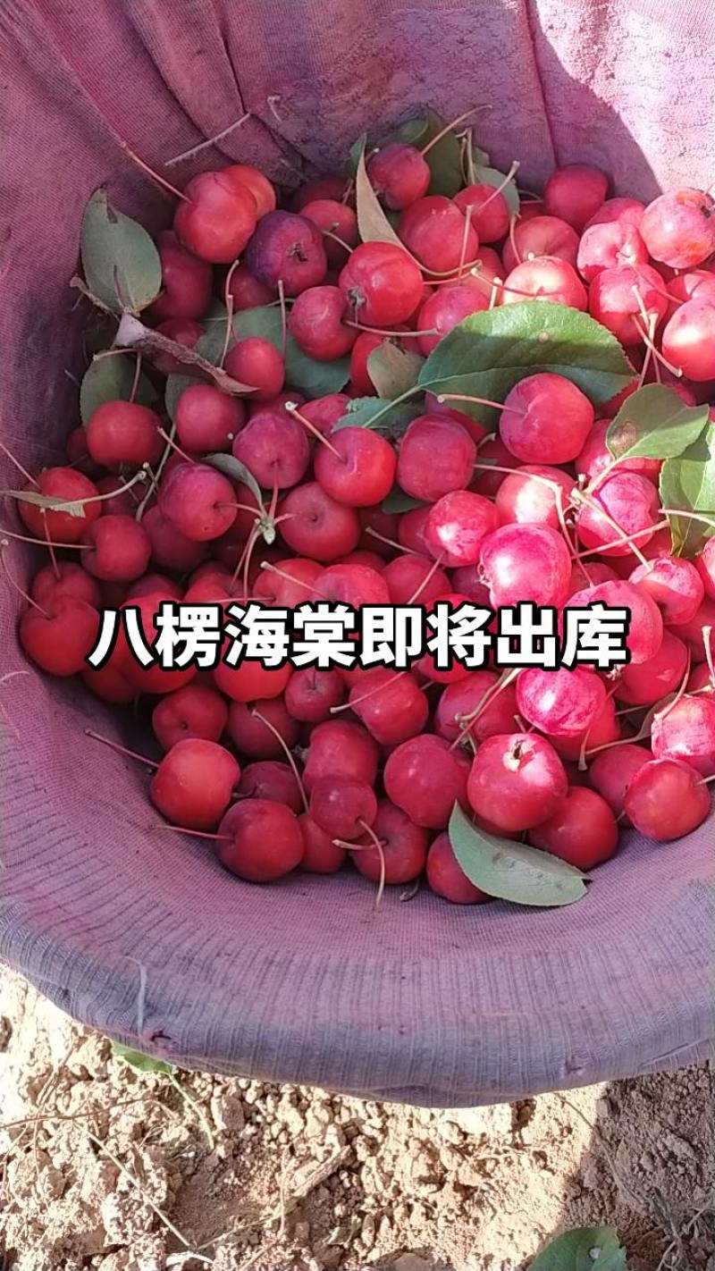 八楞海棠即将出炉要的抓紧时间联系***********