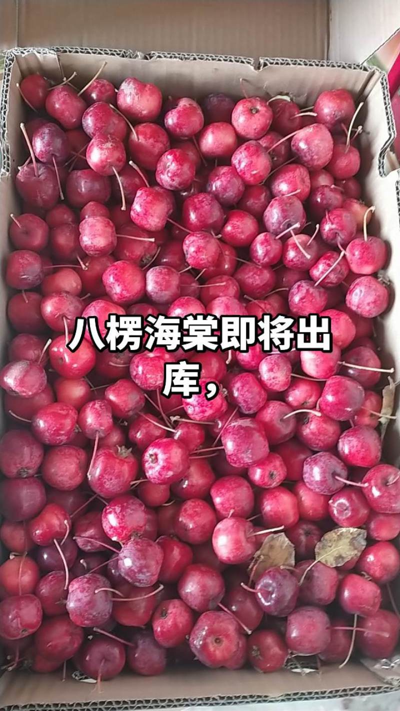 八楞海棠即将出炉要的抓紧时间联系***********