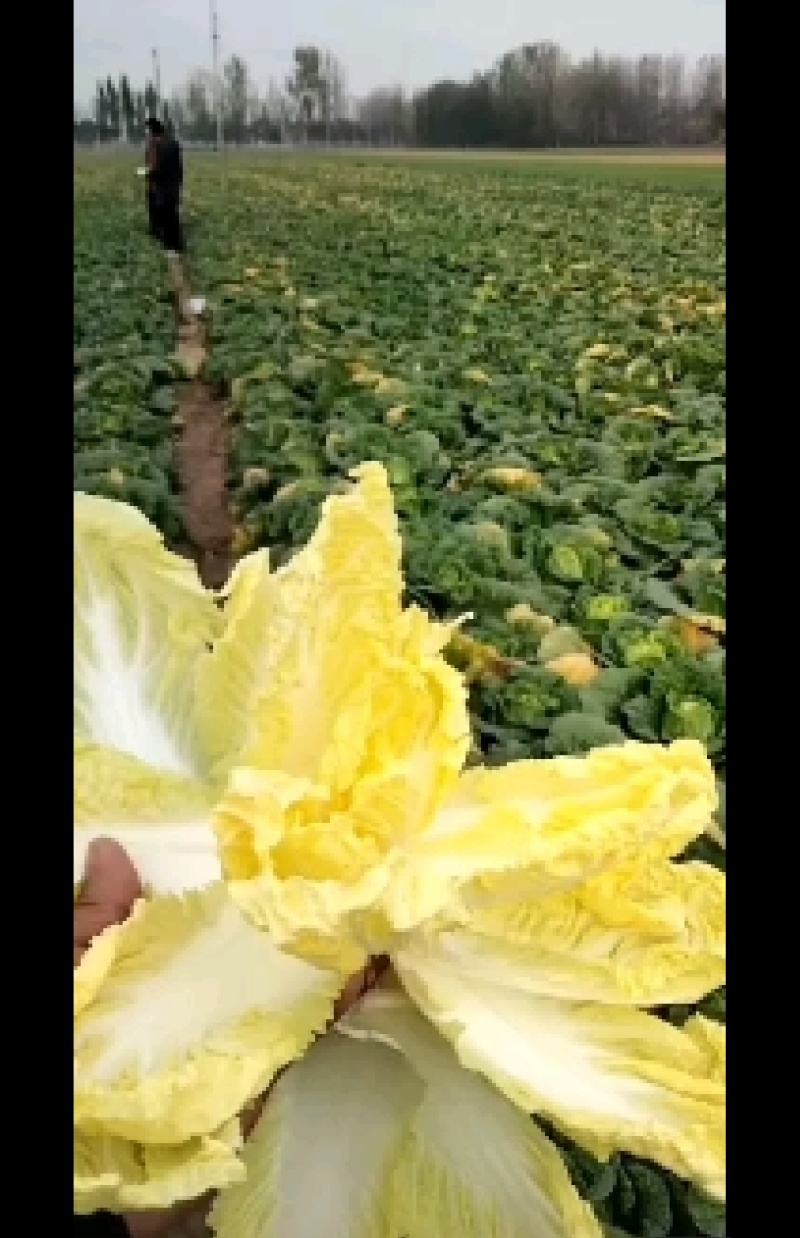 娃娃菜，产地直发，人工挑选，质量保证，价格美丽，信誉商家