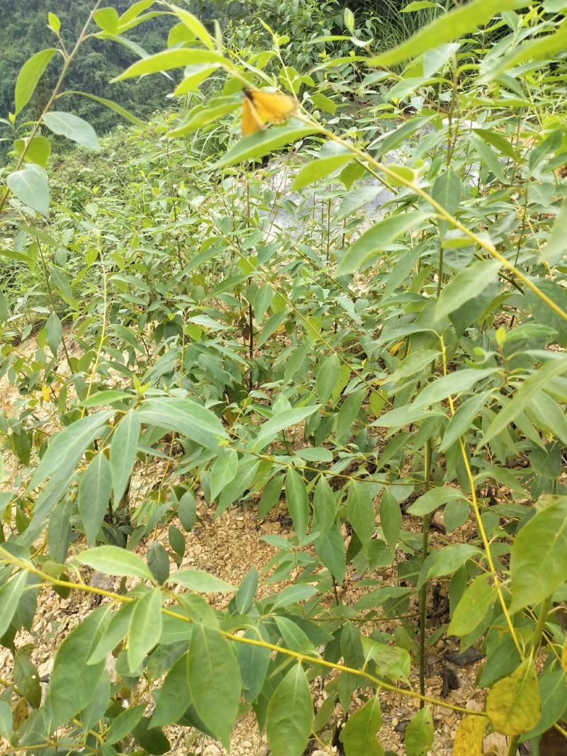 湖南木姜子苗山苍子苗山胡椒苗新挖新发盆栽地种