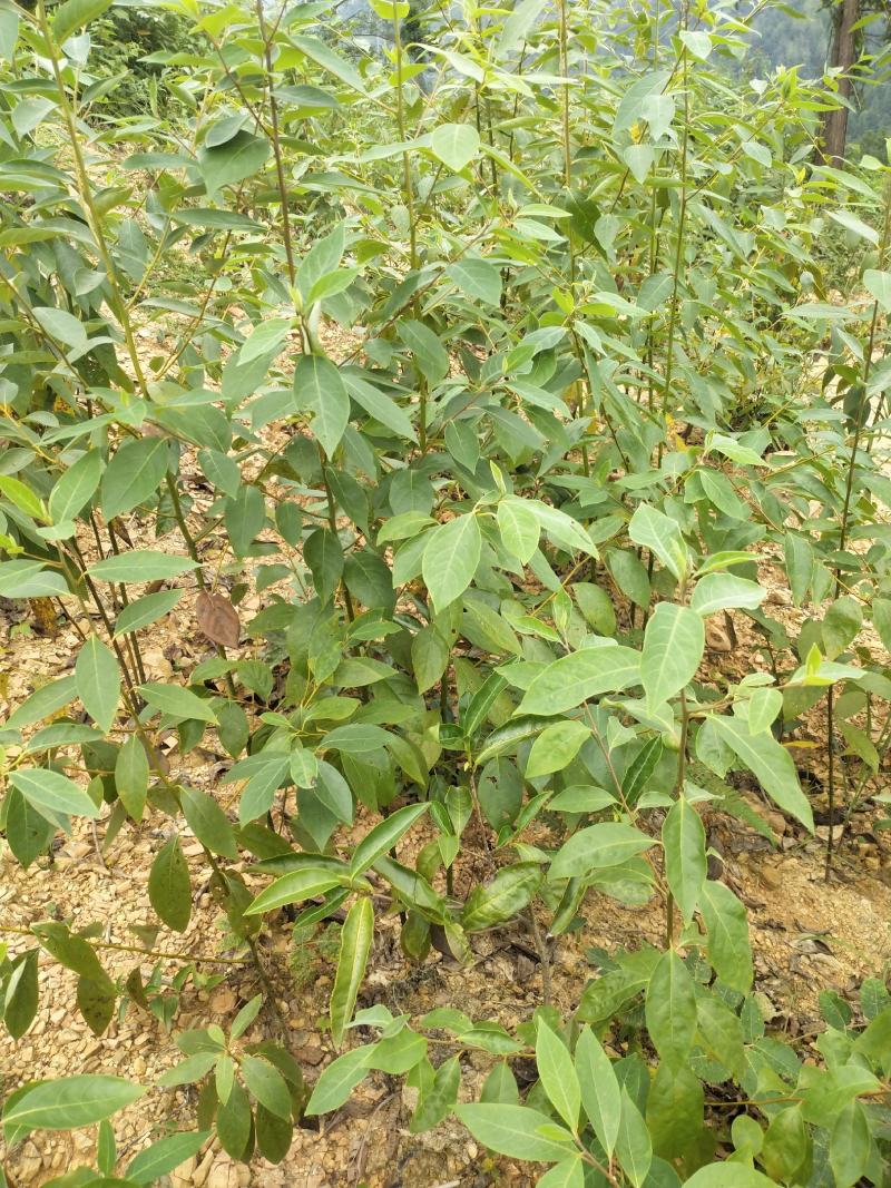 湖南木姜子苗山苍子苗山胡椒苗新挖新发盆栽地种