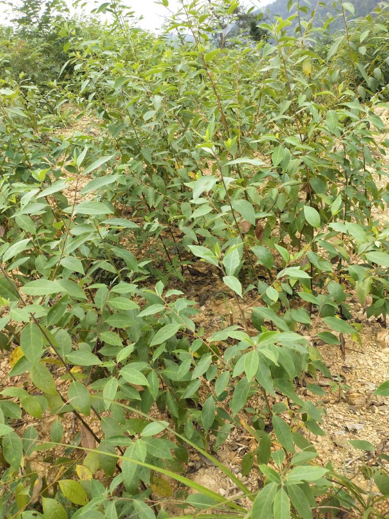 湖南木姜子苗山苍子苗山胡椒苗新挖新发盆栽地种