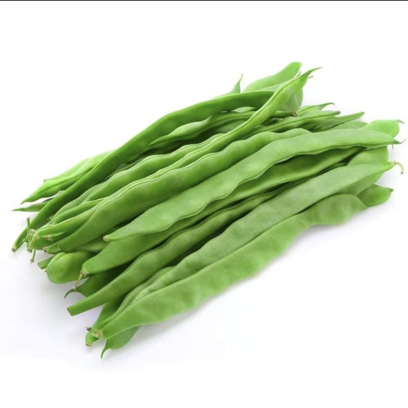 山东扁豆精品大量供应可视频看货欢迎来电采购