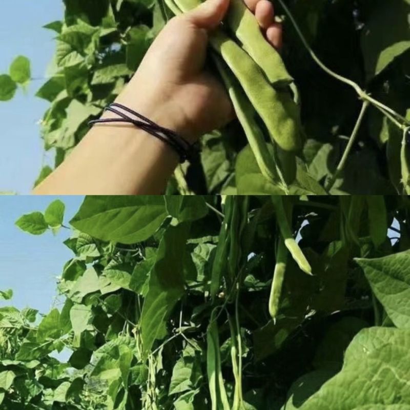 山东扁豆精品大量供应可视频看货欢迎来电采购