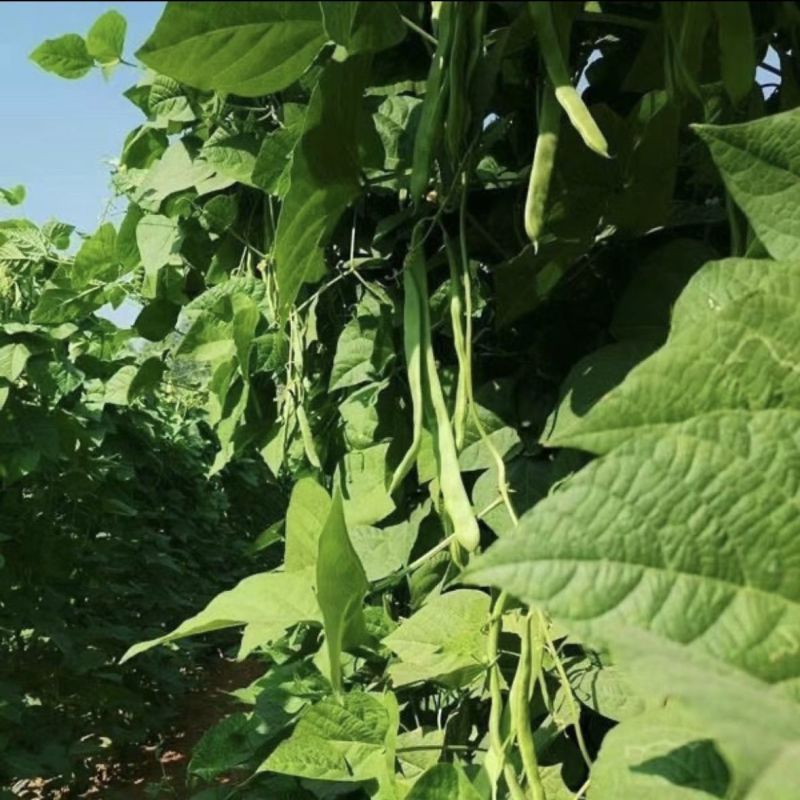 山东扁豆精品大量供应可视频看货欢迎来电采购