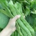 山东扁豆精品大量供应可视频看货欢迎来电采购
