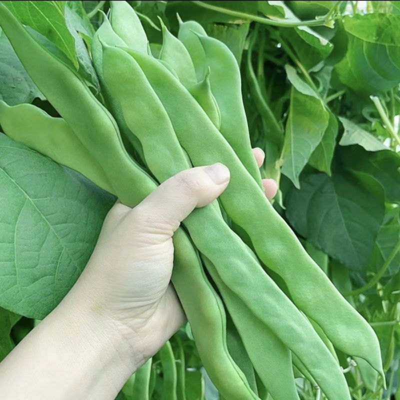 山东扁豆精品大量供应可视频看货欢迎来电采购