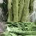 山东扁豆精品大量供应可视频看货欢迎来电采购