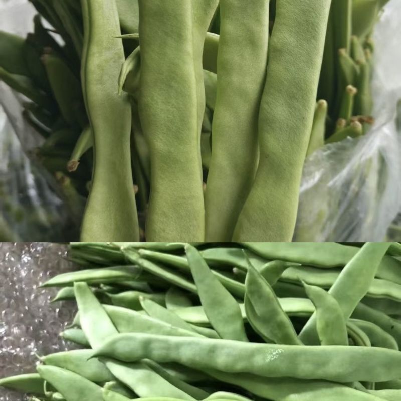山东扁豆精品大量供应可视频看货欢迎来电采购