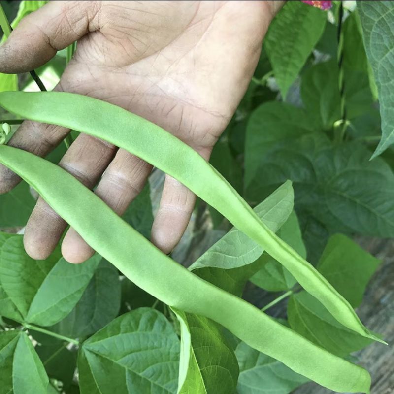 山东扁豆精品大量供应可视频看货欢迎来电采购