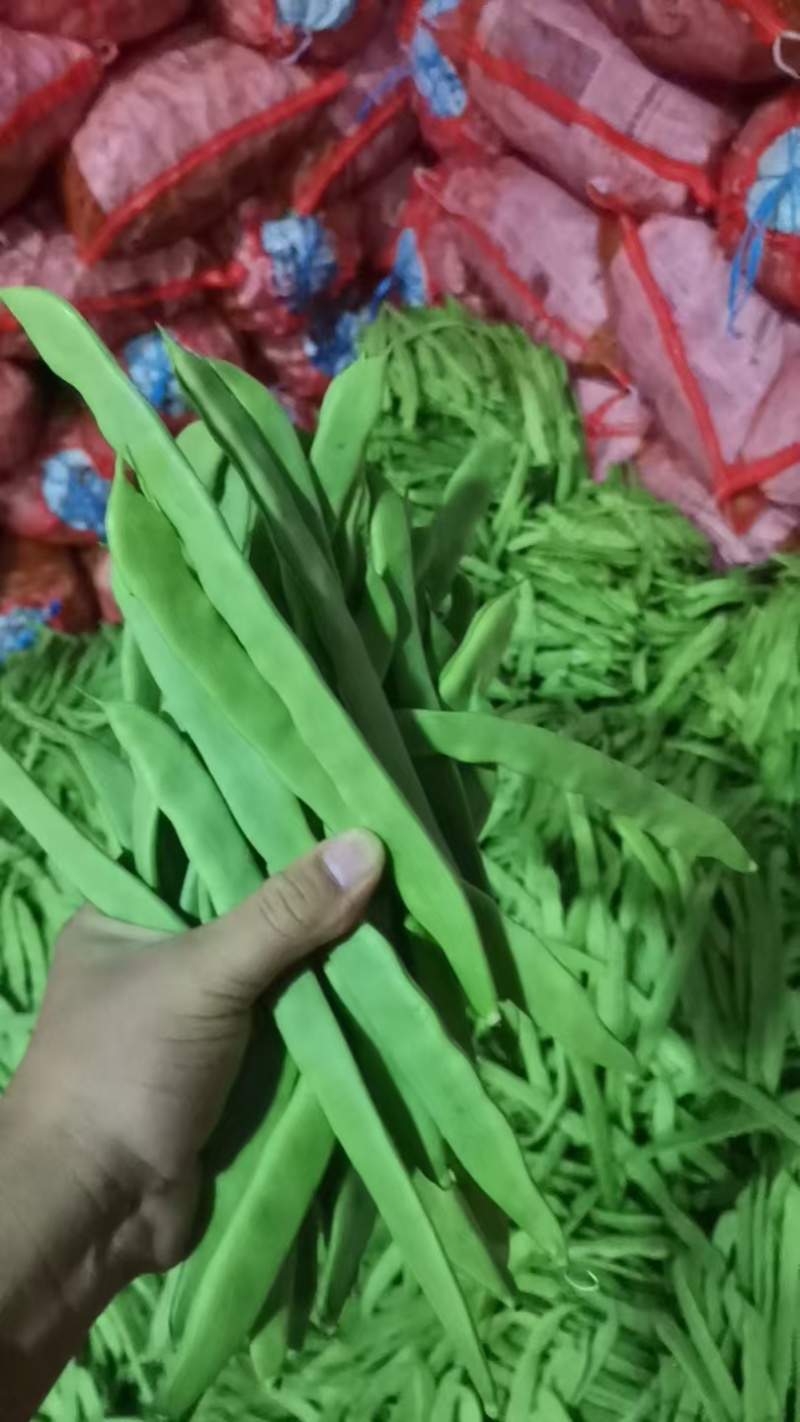 山东扁豆精品大量供应可视频看货欢迎来电采购