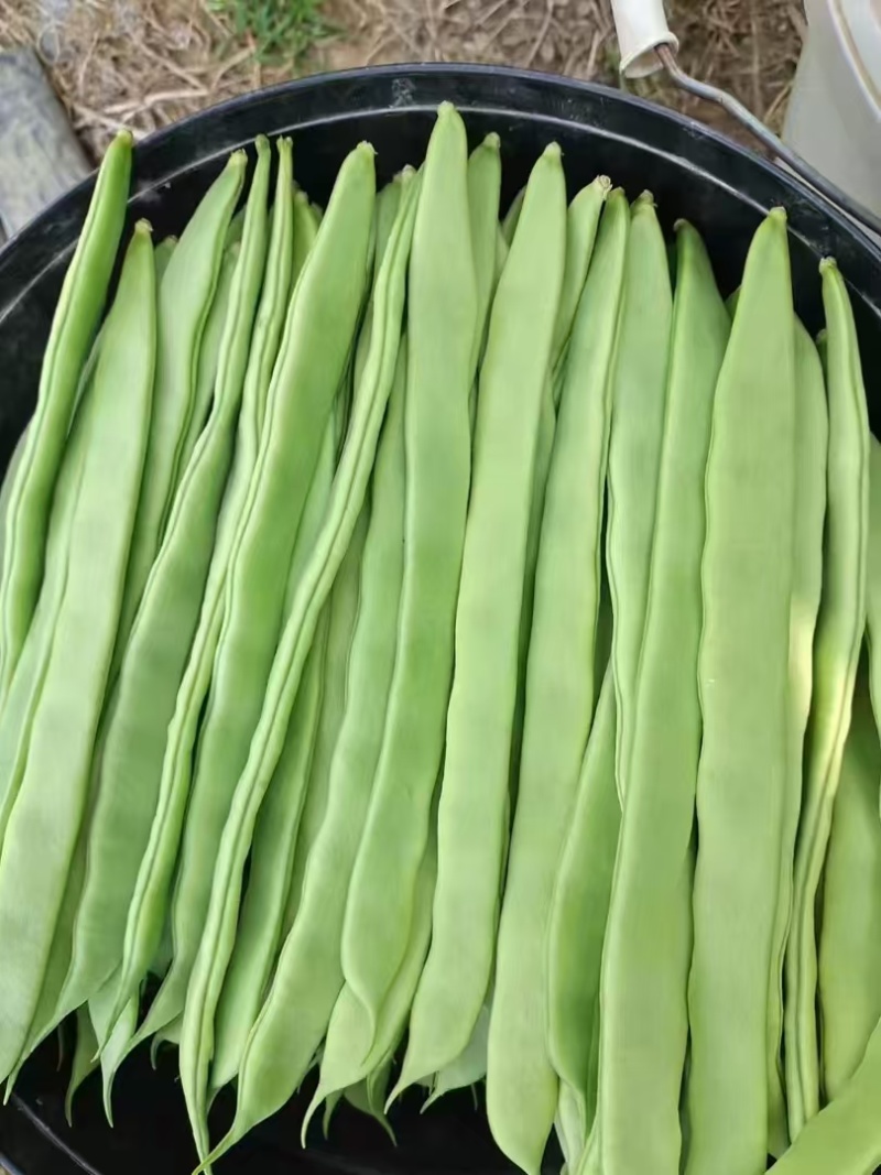 山东扁豆精品大量供应可视频看货欢迎来电采购