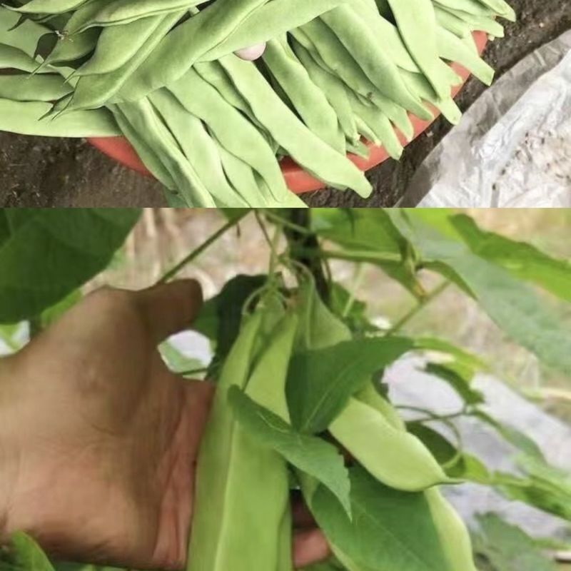 山东扁豆精品大量供应可视频看货欢迎来电采购