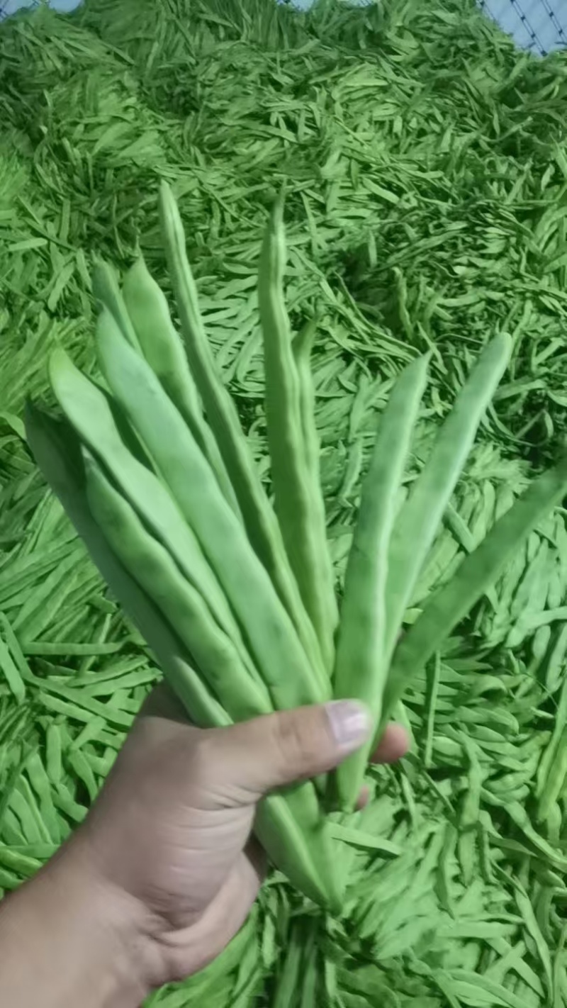 山东扁豆精品大量供应可视频看货欢迎来电采购