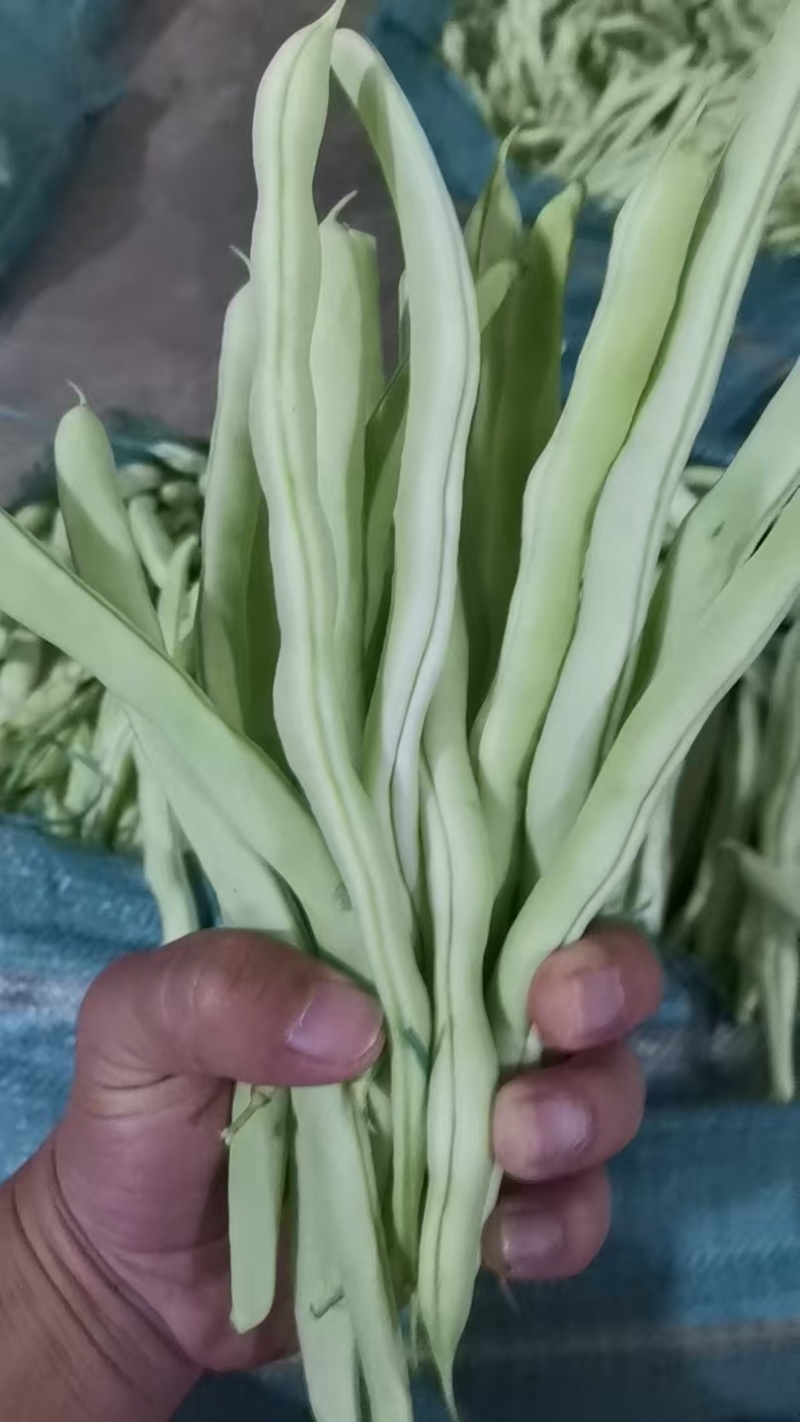 云南白豆白不老高山白不老豆角大白豆白芸豆大量供应