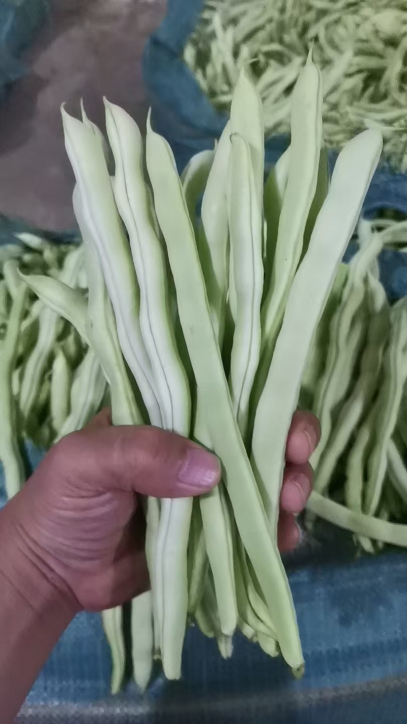 云南白豆白不老高山白不老豆角大白豆白芸豆大量供应