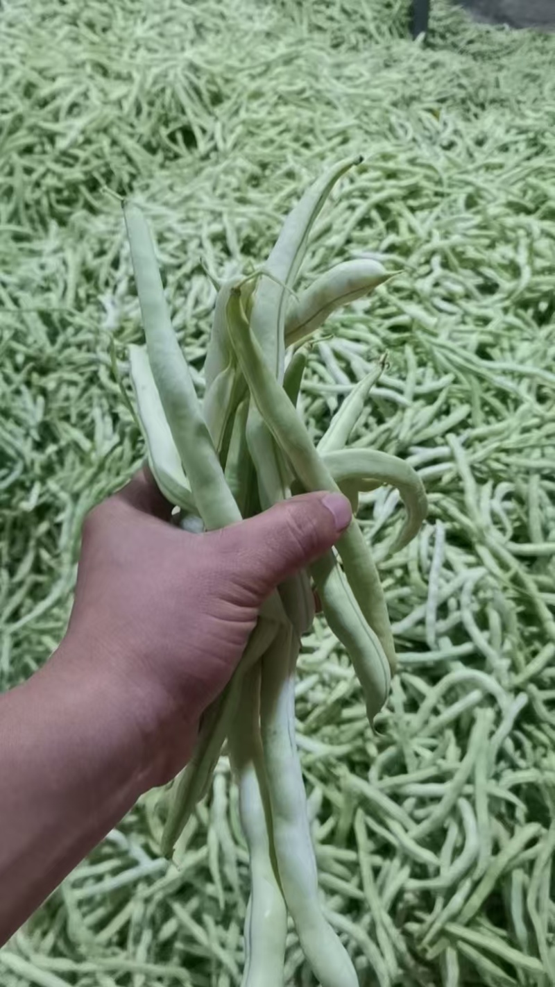 云南白豆白不老高山白不老豆角大白豆白芸豆大量供应