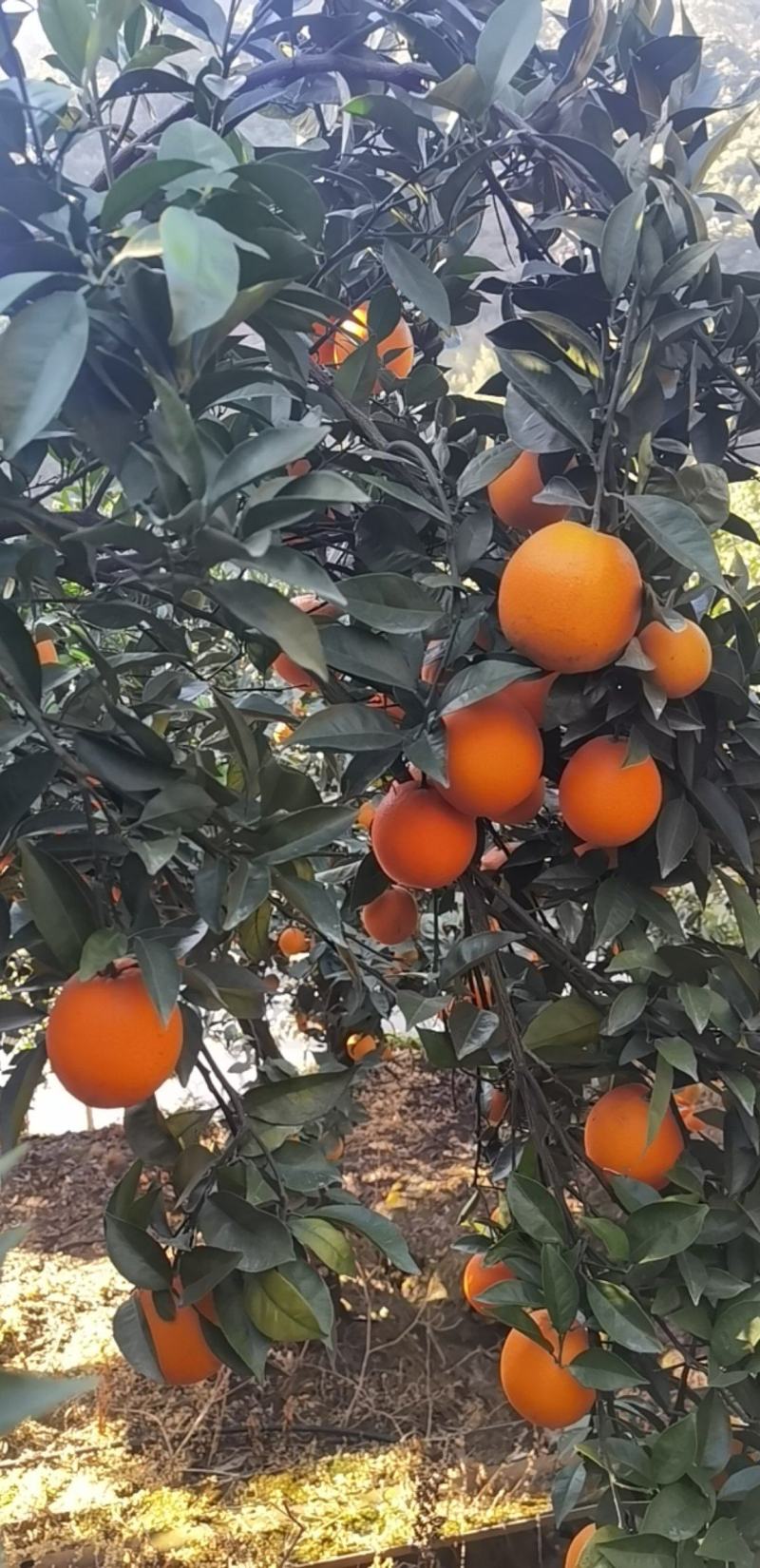 福建平和.橙子，产地直发，一手货源，货源充足