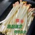 现摘鲜花生芽火锅麻辣烫捞汁凉拌热炒零售批发