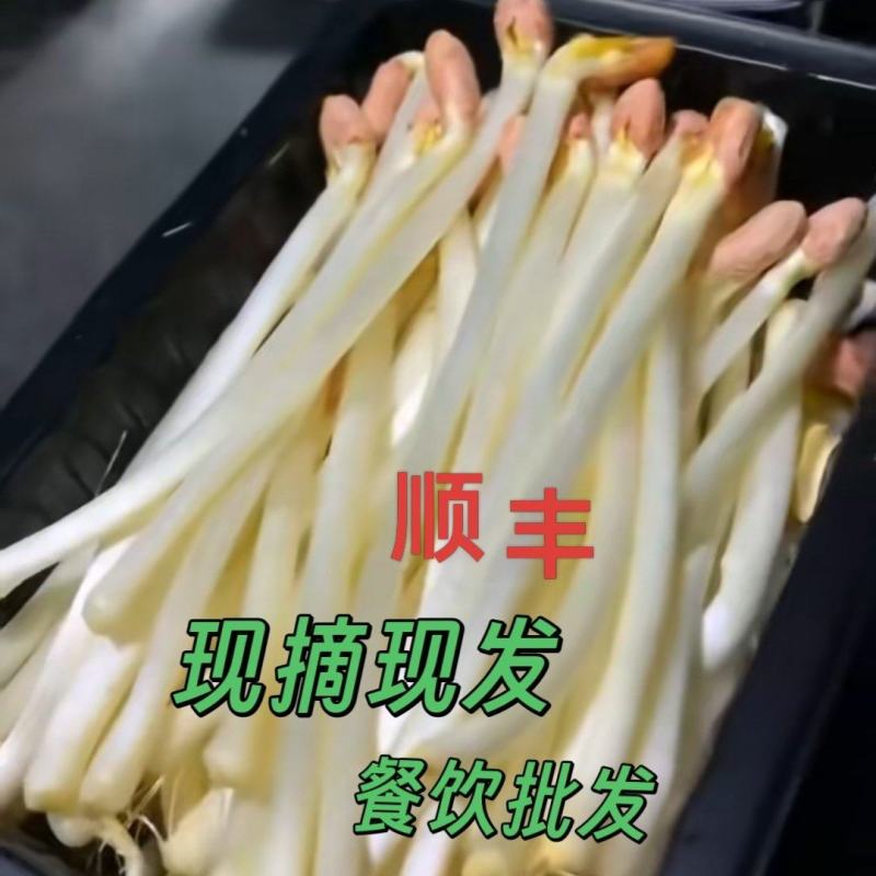 现摘鲜花生芽火锅麻辣烫捞汁凉拌热炒零售批发