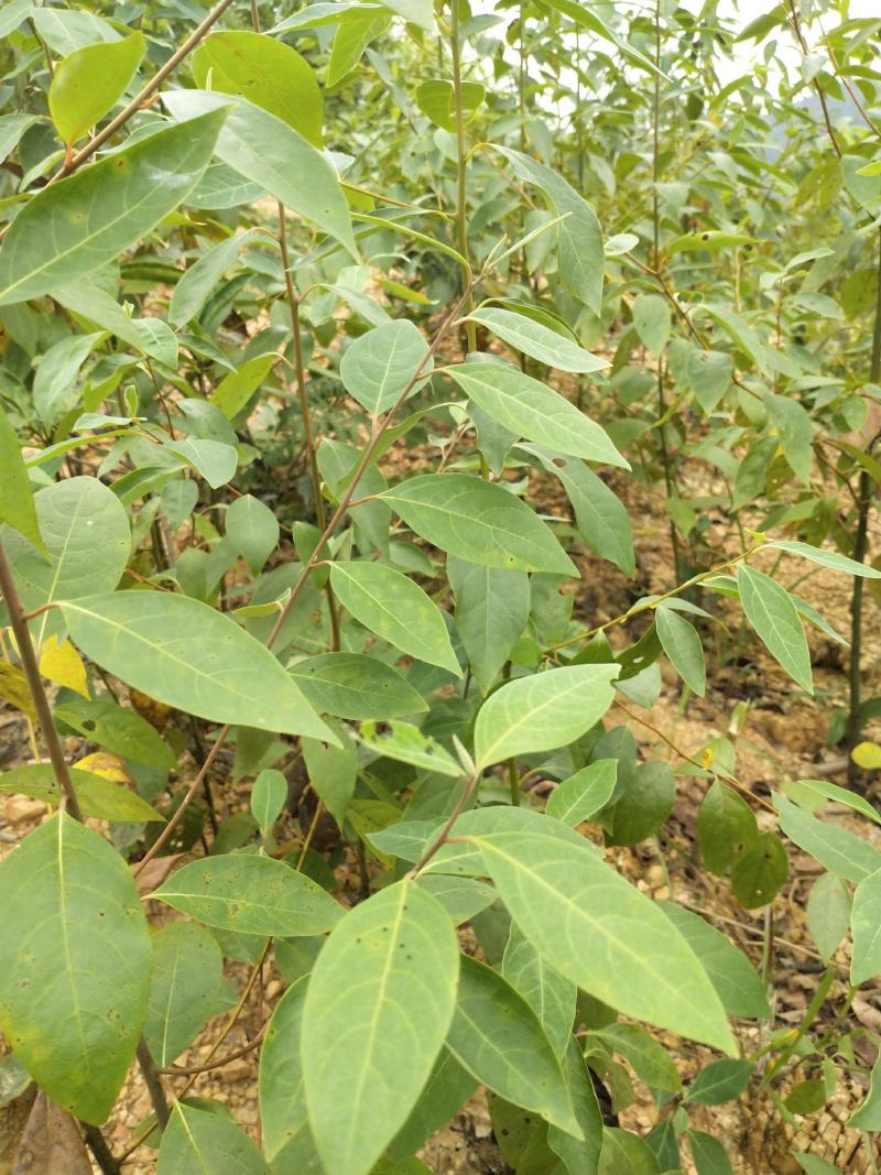 湖南木姜子树苗山胡椒苗山苍子苗现挖现发买多优惠