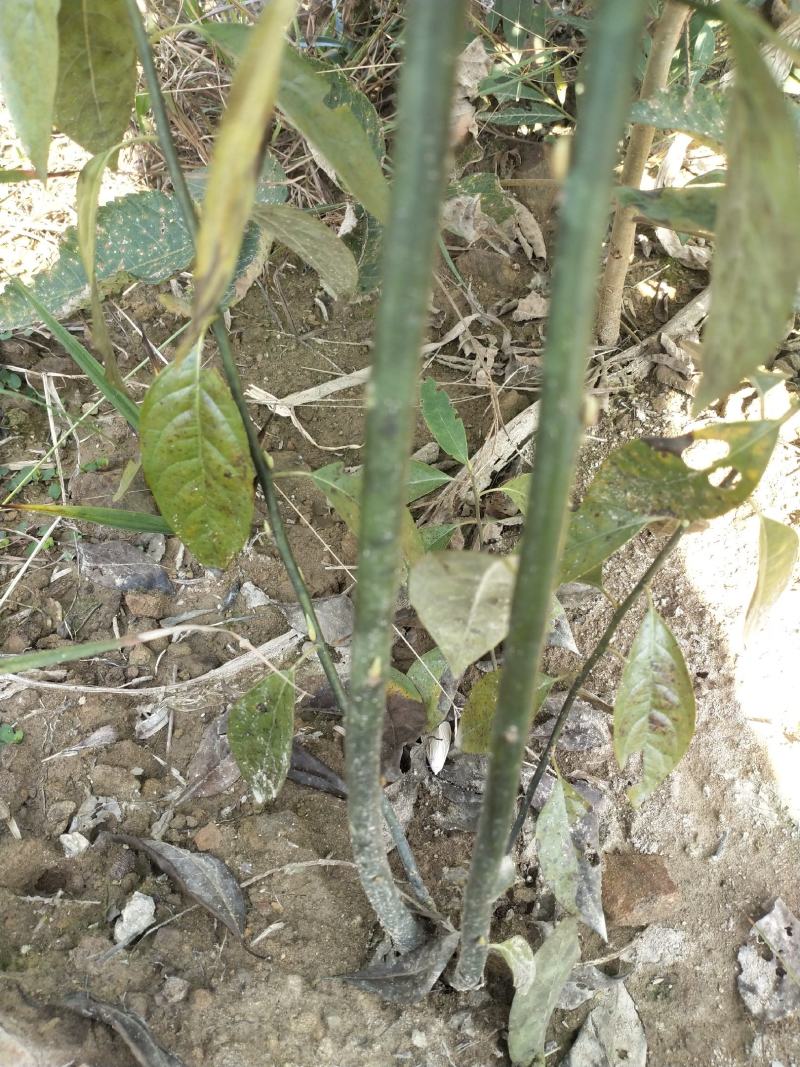 湖南木姜子树苗山胡椒苗山苍子苗现挖现发买多优惠
