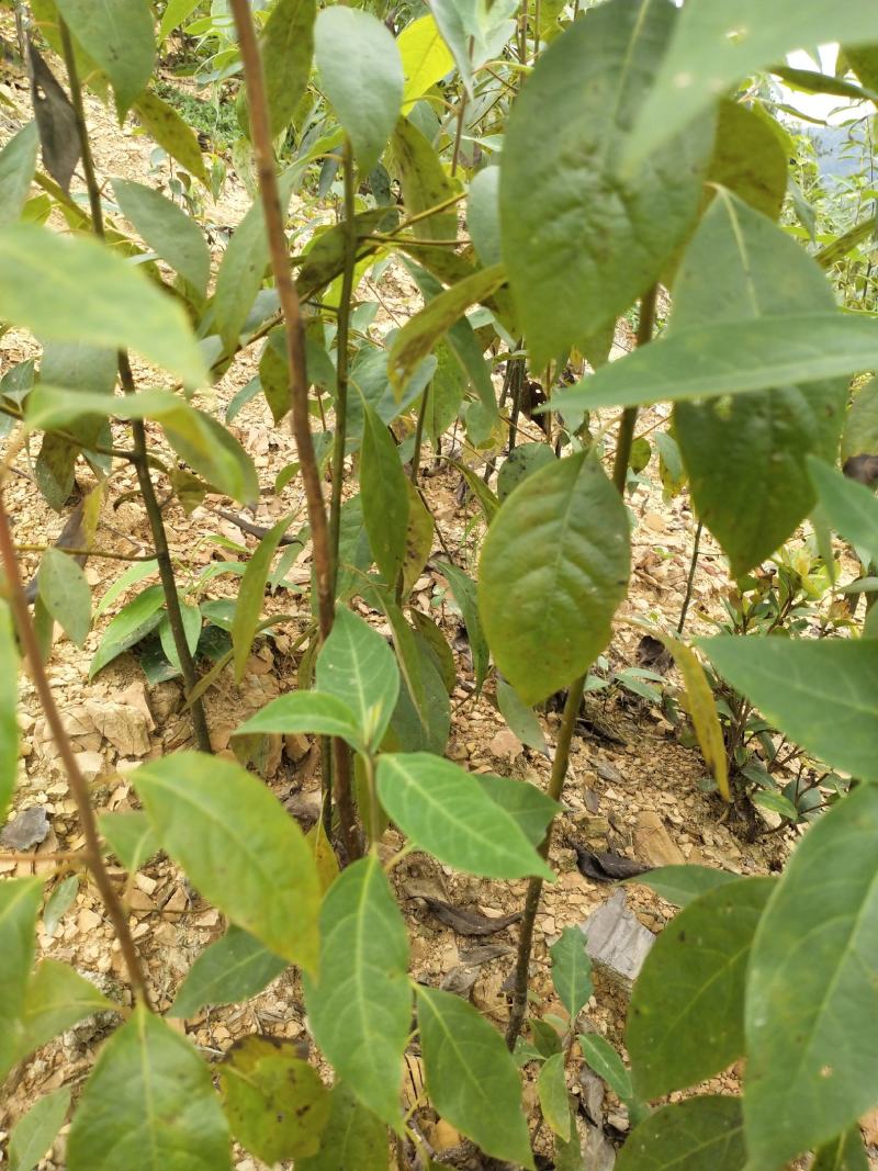湖南木姜子树苗山胡椒苗山苍子苗现挖现发买多优惠