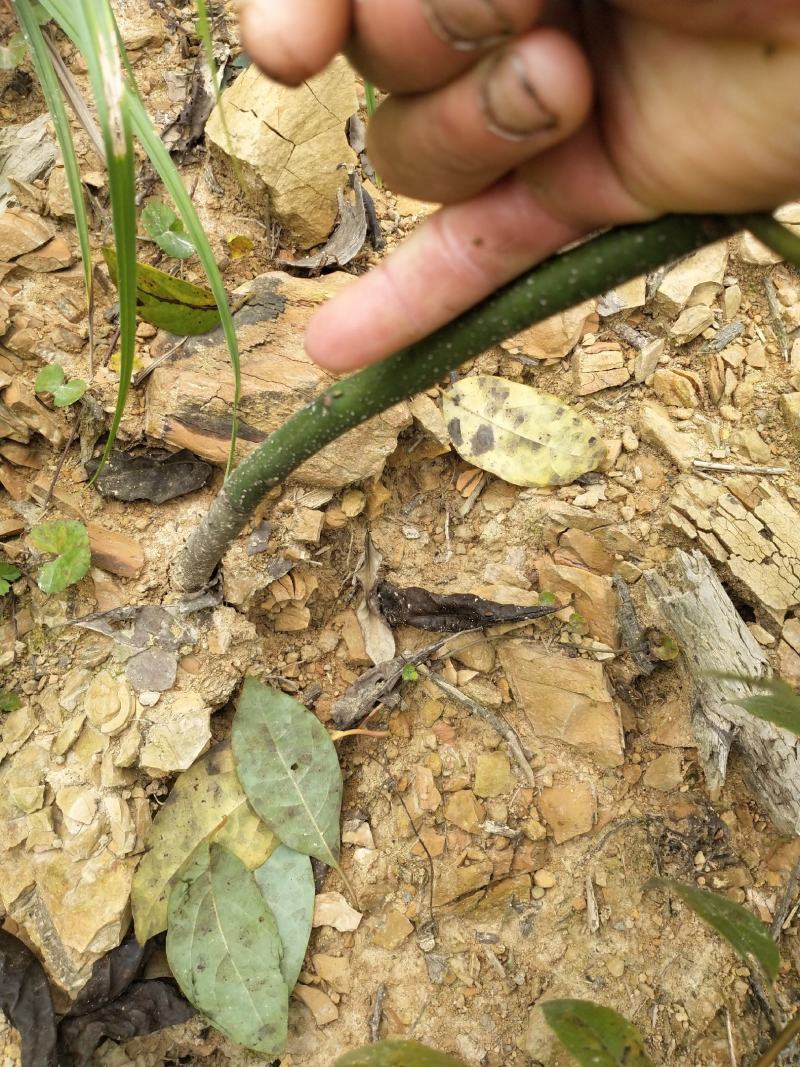 湖南木姜子树苗山胡椒苗山苍子苗现挖现发买多优惠