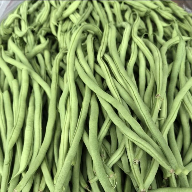 山东无筋豆无丝豆大量供应可视频看货欢迎来电采购