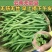 山东无筋豆无丝豆大量供应可视频看货欢迎来电采购