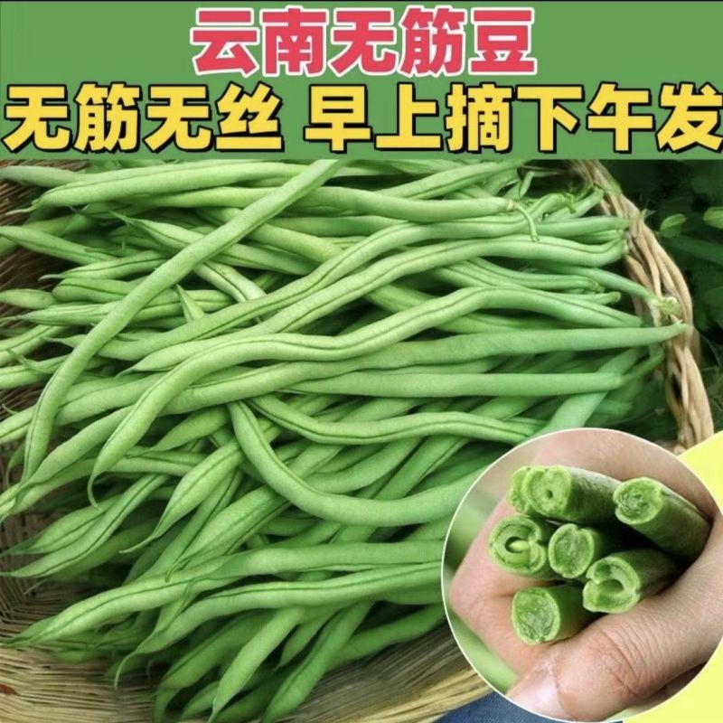 山东无筋豆无丝豆大量供应可视频看货欢迎来电采购