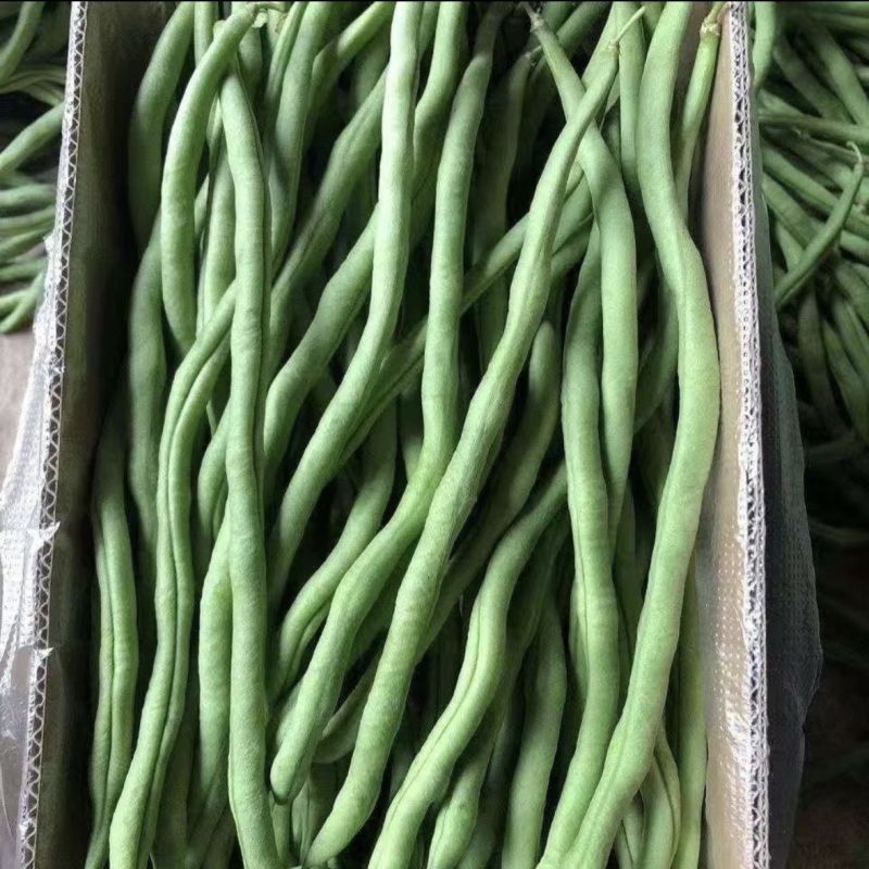 山东无筋豆无丝豆大量供应可视频看货欢迎来电采购