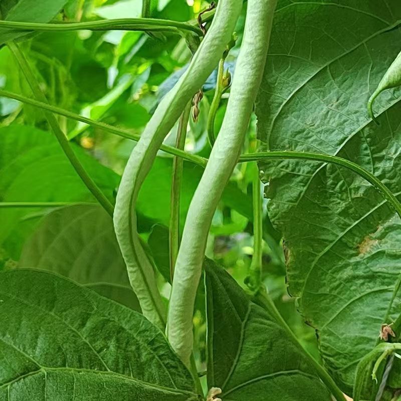山东无筋豆无丝豆大量供应可视频看货欢迎来电采购