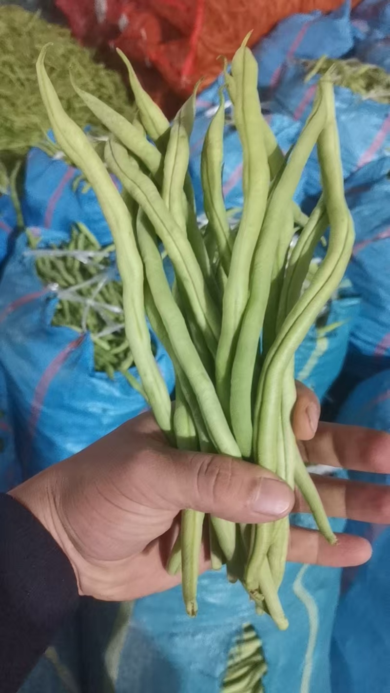 山东无筋豆无丝豆大量供应可视频看货欢迎来电采购