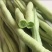 山东无筋豆无丝豆大量供应可视频看货欢迎来电采购