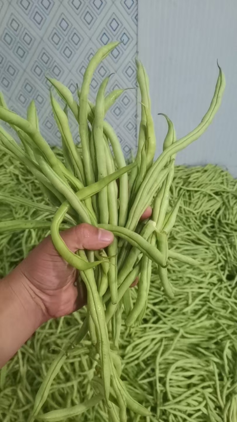 山东无筋豆无丝豆大量供应可视频看货欢迎来电采购
