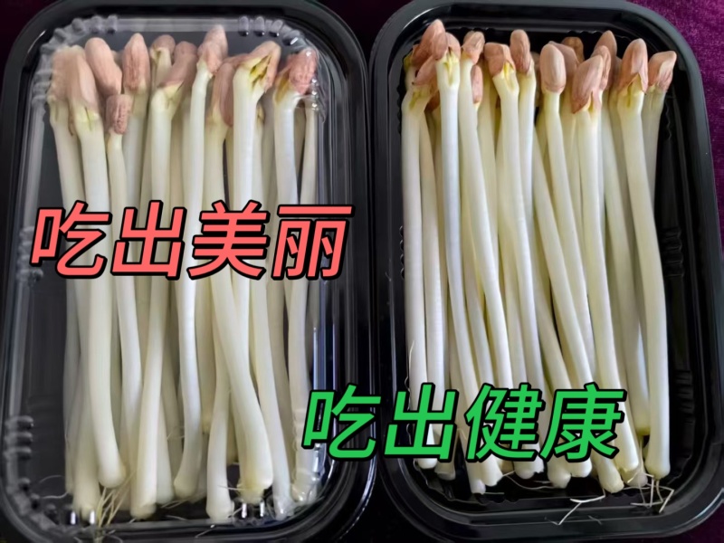 现摘鲜花生芽火锅麻辣烫捞汁凉拌热炒零售批发