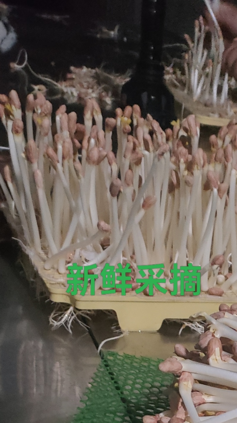 现摘鲜花生芽火锅麻辣烫捞汁凉拌热炒零售批发