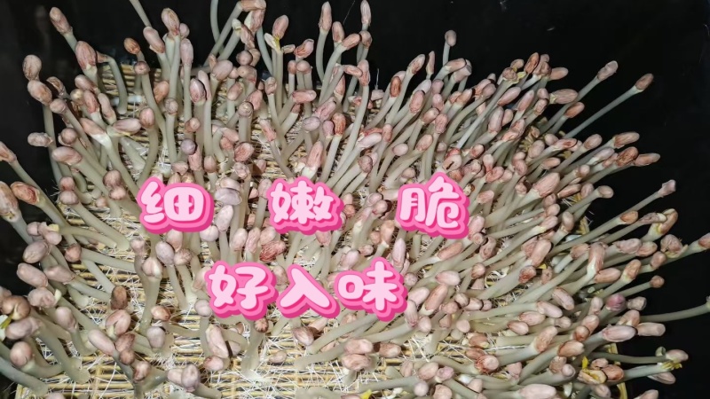 现摘鲜花生芽火锅麻辣烫捞汁凉拌热炒零售批发