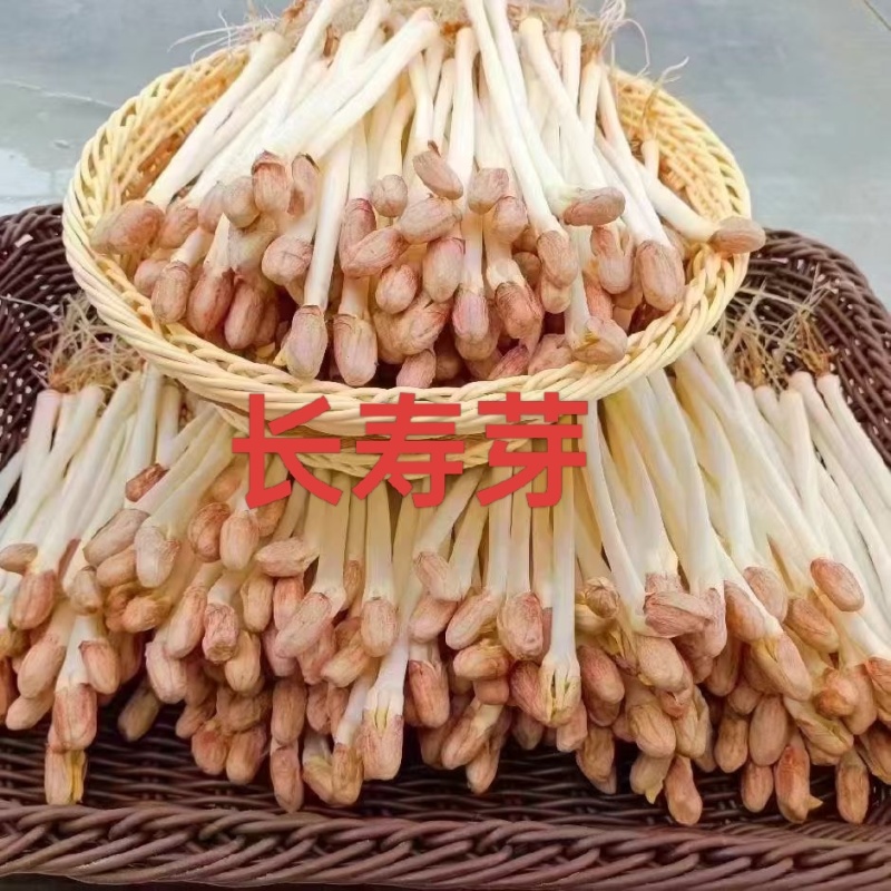 现摘鲜花生芽火锅麻辣烫捞汁凉拌热炒零售批发
