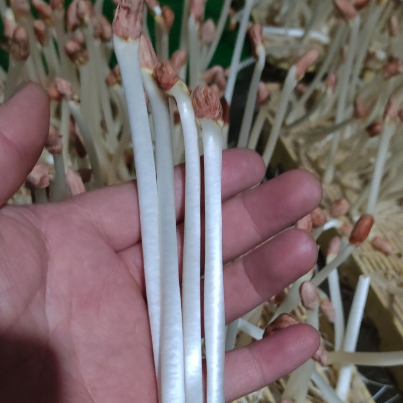现摘鲜花生芽火锅麻辣烫捞汁凉拌热炒零售批发