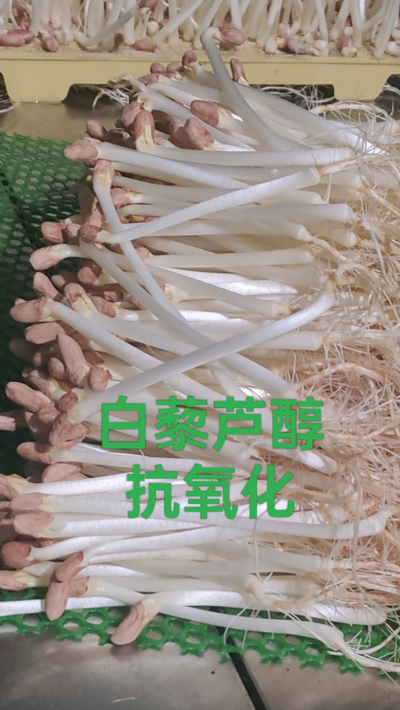 现摘鲜花生芽火锅麻辣烫捞汁凉拌热炒零售批发