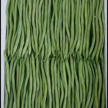 山东无筋豆无丝豆大量供应可视频看货欢迎来电采购