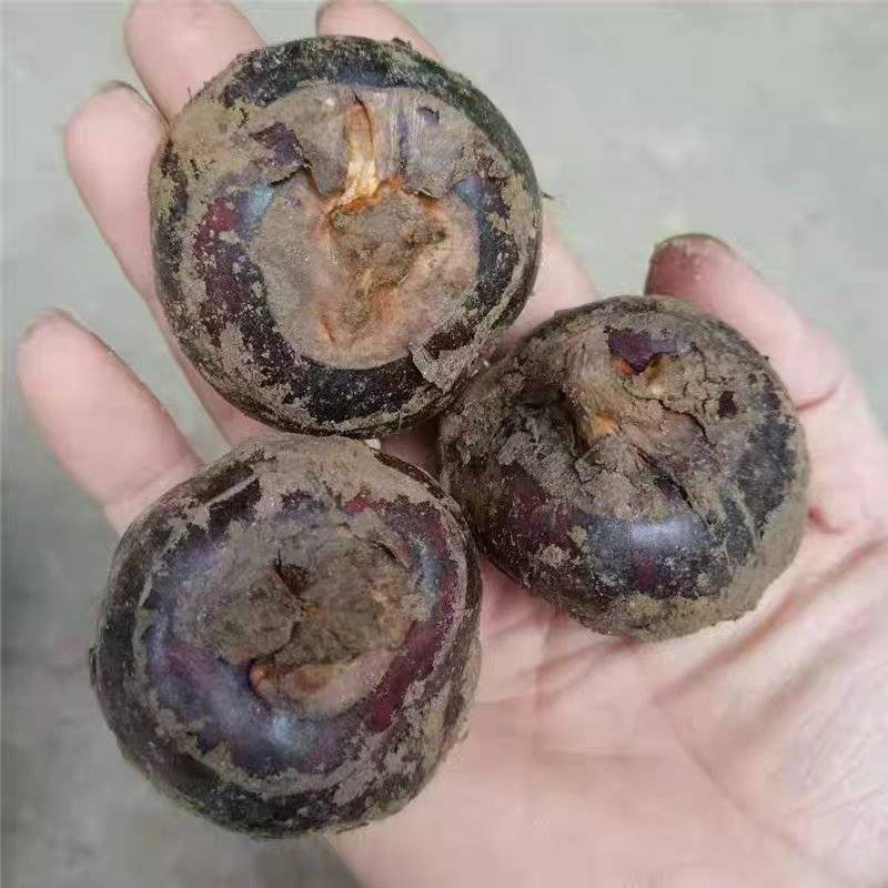 （毛马蹄）珍珠马蹄/湖北荸荠/保质保量/欢迎来电合作